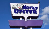 Noizy oyster