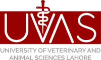 University of veterinary and animal sciences, lahore