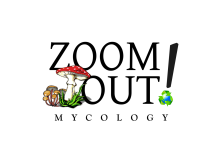 Zoom out mycology