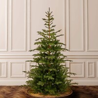 Spruced Christmas trees